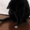 2010-01-06 WTF mousse_l.jpg
